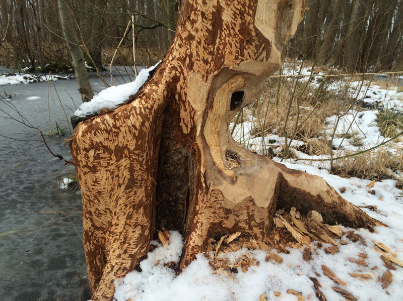Biberkunst
