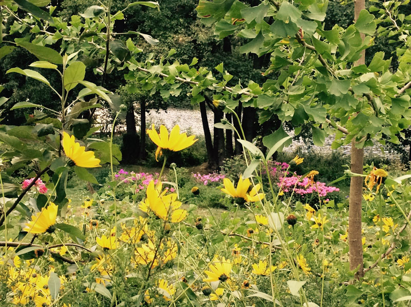 Hochsommergarten