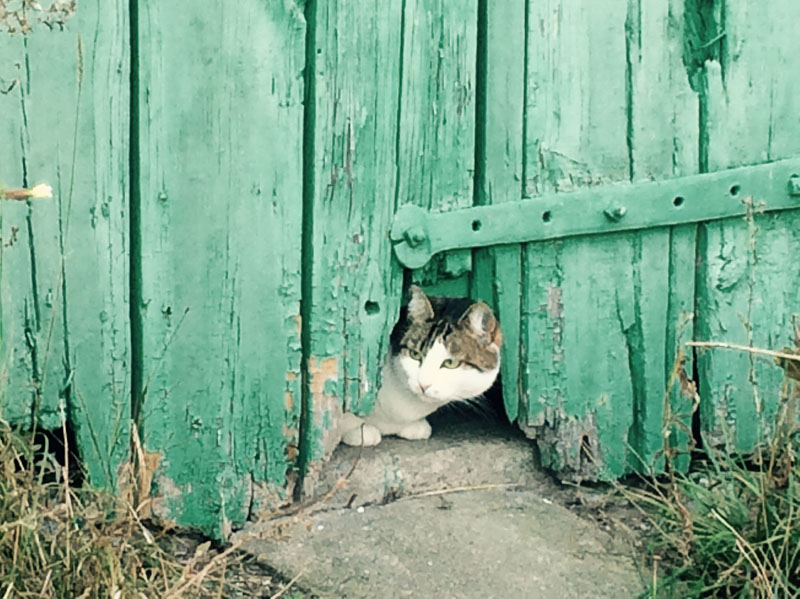 Katzenblick