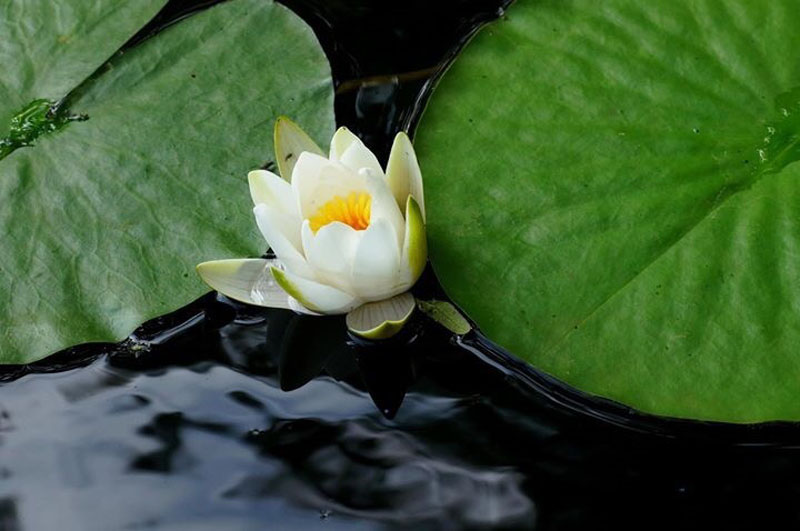 Seerose