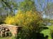 Forsythien