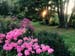 Phlox-Garten