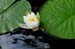 Seerose